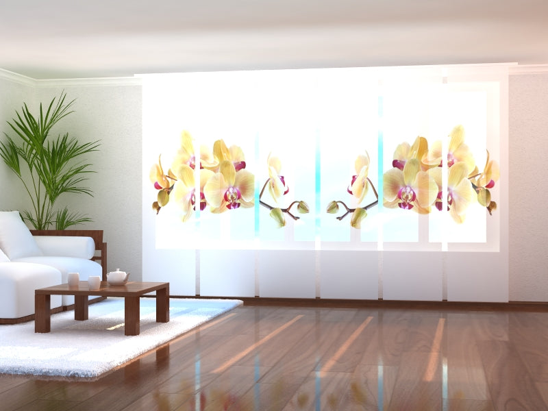 Paneles Japoneses Orquídea Dorada en Fondo Blanco