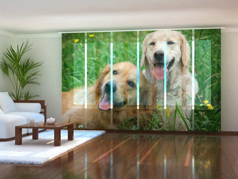 Paneles Japoneses Labradores Retrievers en la Pradera